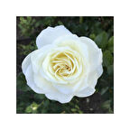 Kar Beyaz Yediveren Gül Fidanı 1 Adet 15-25 cm