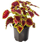 Balkon Çiçeği 1 Adet Saksılı Kolyos Yaprak Güzeli Çiçeği 