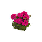 Koyu Pembe Sardunya Fidesi 10-20 cm