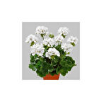 Papatya Beyazı Sardunya Fidesi 10-20 cm