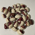 Geleneksel Ata Tohumları Sırık Cüce Fasulye Tohumu (10 tohum)