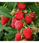 Fidan & Peyzaj - Heritage Ahududu Fidanı (Özel Çeşit / İri Meyveli / Açık Kök)