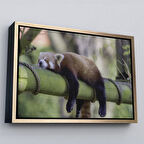 Altın Çerçeveli Kırmızı Panda Dekoratif Kanvas Tablo