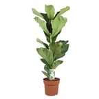 Ficus Lyrata - 12 Cm Plastik Saksıda