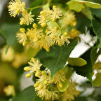 10 Adet Ihlamur Fidanı Paketi