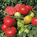 Yüksek Verimli Boldöken Efekan F1 Oturak Hibrit Domates Tohumu(10 Tohum)