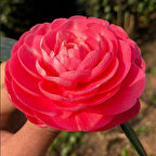 Mini Saksıda Katmerli Pembe Katmerli Kamelya Fidesi  (5-10 cm)