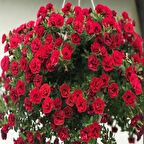 Calita Katmerli Double Red Milyonlar Çanı Calibrochoa Çiçeği Fidesi (1 adet)