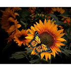 Canvas Kelebek Ve Ayçiçek Sayılarla Boyama Seti  Kasnaklı 40 x 50 cm