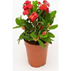İTHAL Orijinal KIRMIZI Euphorbia Milli / Dikenler Tacı Küçük Saksıda