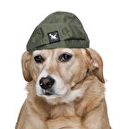 Küçük ve Orta Irk Köpekler için Şapka - CHE