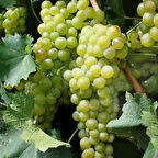 Tüplü Soğuklara Dayanıklı Erkenci İnce Kabuk Sulu  Safranbolu Çavuşu Üzüm Fidanı