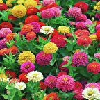 Ata Tohumları Karışık Bodur Zinya Çiçeği Tohumu (20 tohum)