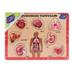 CEYLAN ADAM   ONY-287 288 Ahşap Tutmalı Vücumuzu Tanıyalım -Onyıl Oyuncak