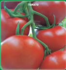 Arzuman Işık F1 Sırık Domates Tohumu  ( 10 Adet Tohum)