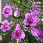 Koleksiyonluk X Gloximannia She Dancing Kohleria Çiçeği Fidesi  Kohleria Japon Küpelisi Çiçeği Fidesi (Mini Potta)