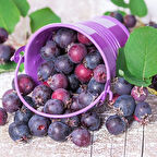 Soğuklara Dayanıklı Antikoksidan Değeri Yüksek Saskaton Berry Fidanı