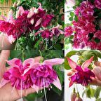 XXL Dev Çeçekli Bella Rosella Küpe Çiçeği Fidesi(1 adet)