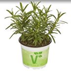 Saksılık Aromatik Britania Compact Biberiye Fidesi (1 adet fide)