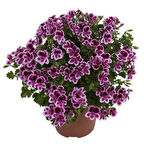 Melek Gözü Sarkıcı PAC Angeleyes Burgundy Sardunya Canan Çiçeği Fidesi (1 adet)