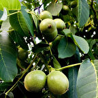 Tüplü Soğuklara Dayanıklı Yan Dal Verimi Yüksek Cisco Ceviz Fidanı