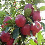 3 Yaş Aşılı Galaxy Gala Elma Fidanı