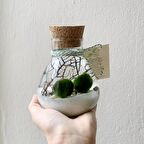 MARIMO LAB COUPLE