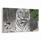 Olla 12515Y Hayvanlar Alemi Görseli Yatay Kanvas Tablo (Ölçü: 70X50)