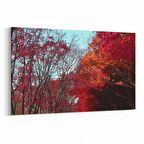 Olla 14525Y Doğa / Manzara Görseli Yatay Kanvas Tablo (Ölçü: 30X20)