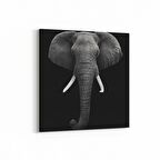 Olla 12508K Hayvanlar Alemi Görseli Kare Kanvas Tablo (Ölçü: 25X25)