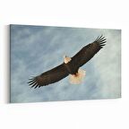 Olla 12688Y Hayvanlar Alemi Görseli Yatay Kanvas Tablo (Ölçü: 150X100)