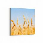 Olla 15291K Gıda Görseli Kare Kanvas Tablo (Ölçü: 25X25)