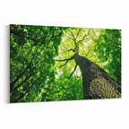 Olla 11051Y Ağaç Görseli Yatay Kanvas Tablo (Ölçü: 30X20)