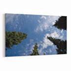 Olla 10747Y Ağaç Görseli Yatay Kanvas Tablo (Ölçü: 90X60)