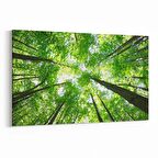 Olla 10506Y Ağaç Görseli Yatay Kanvas Tablo (Ölçü: 70X50)