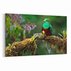 Olla 12632Y Hayvanlar Alemi Görseli Yatay Kanvas Tablo (Ölçü: 90X60)