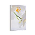 Olla 11707D Orkide Çiçek Görseli Dikey Kanvas Tablo (Ölçü: 20X30)
