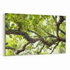 Olla 11031Y Ağaç Görseli Yatay Kanvas Tablo (Ölçü: 70X50)