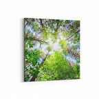 Olla 10619K Ağaç Görseli Kare Kanvas Tablo (Ölçü: 60X60)