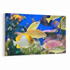 Olla 12055Y Akvaryum / Balık Görseli Yatay Kanvas Tablo (Ölçü: 90X60)