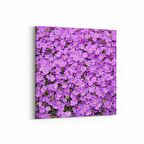 Olla 11587K Çiçek Görseli Kare Kanvas Tablo (Ölçü: 100X100)