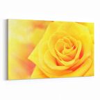 Olla 11592Y Çiçek Görseli Yatay Kanvas Tablo (Ölçü: 70X50)