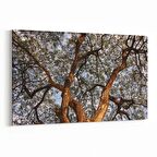 Olla 11061Y Ağaç Görseli Yatay Kanvas Tablo (Ölçü: 120X80)