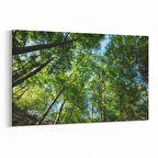 Olla 10991Y Ağaç Görseli Yatay Kanvas Tablo (Ölçü: 45X30)