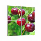 Olla 15303K4 Gıda Görseli Kare 4'lü Kanvas Tablo (Ölçü: 65X65)