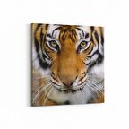 Olla 12517K Hayvanlar Alemi Görseli Kare Kanvas Tablo (Ölçü: 60X60)