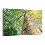 Olla 10485Y Ağaç Görseli Yatay Kanvas Tablo (Ölçü: 90X60)