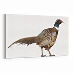 Olla 12461Y Hayvanlar Alemi Görseli Yatay Kanvas Tablo (Ölçü: 45X30)