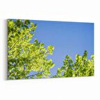 Olla 10690Y Ağaç Görseli Yatay Kanvas Tablo (Ölçü: 90X60)