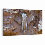 Olla 12562Y Hayvanlar Alemi Görseli Yatay Kanvas Tablo (Ölçü: 70X50)